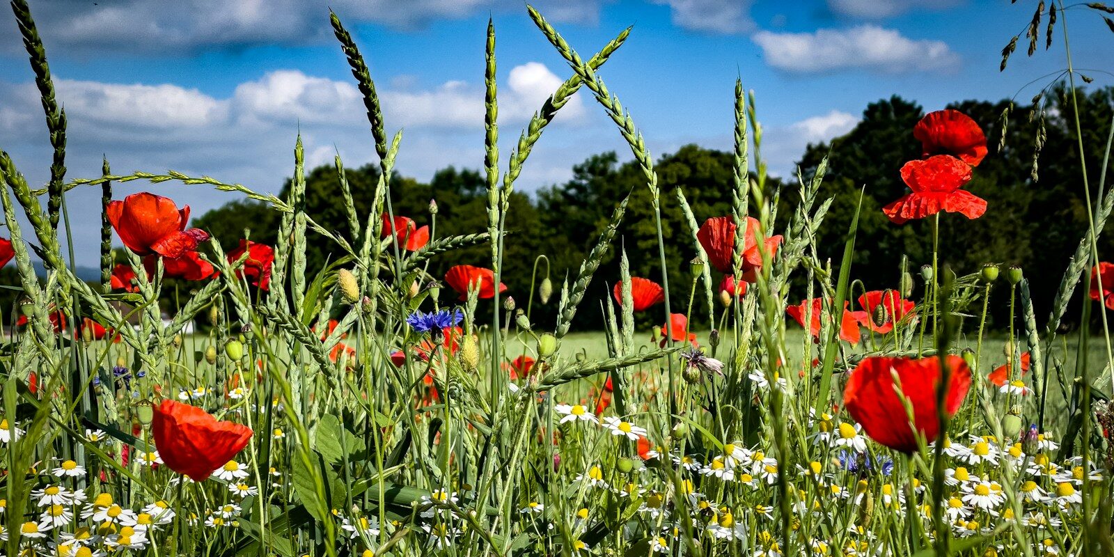 a field full of red and white flowers